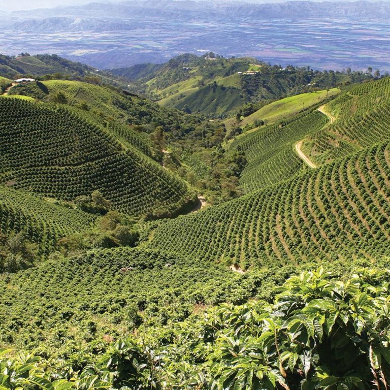 Femme vêtue d'un tablier rouge, emballant des sachets de cafe dans une boîte en carton.